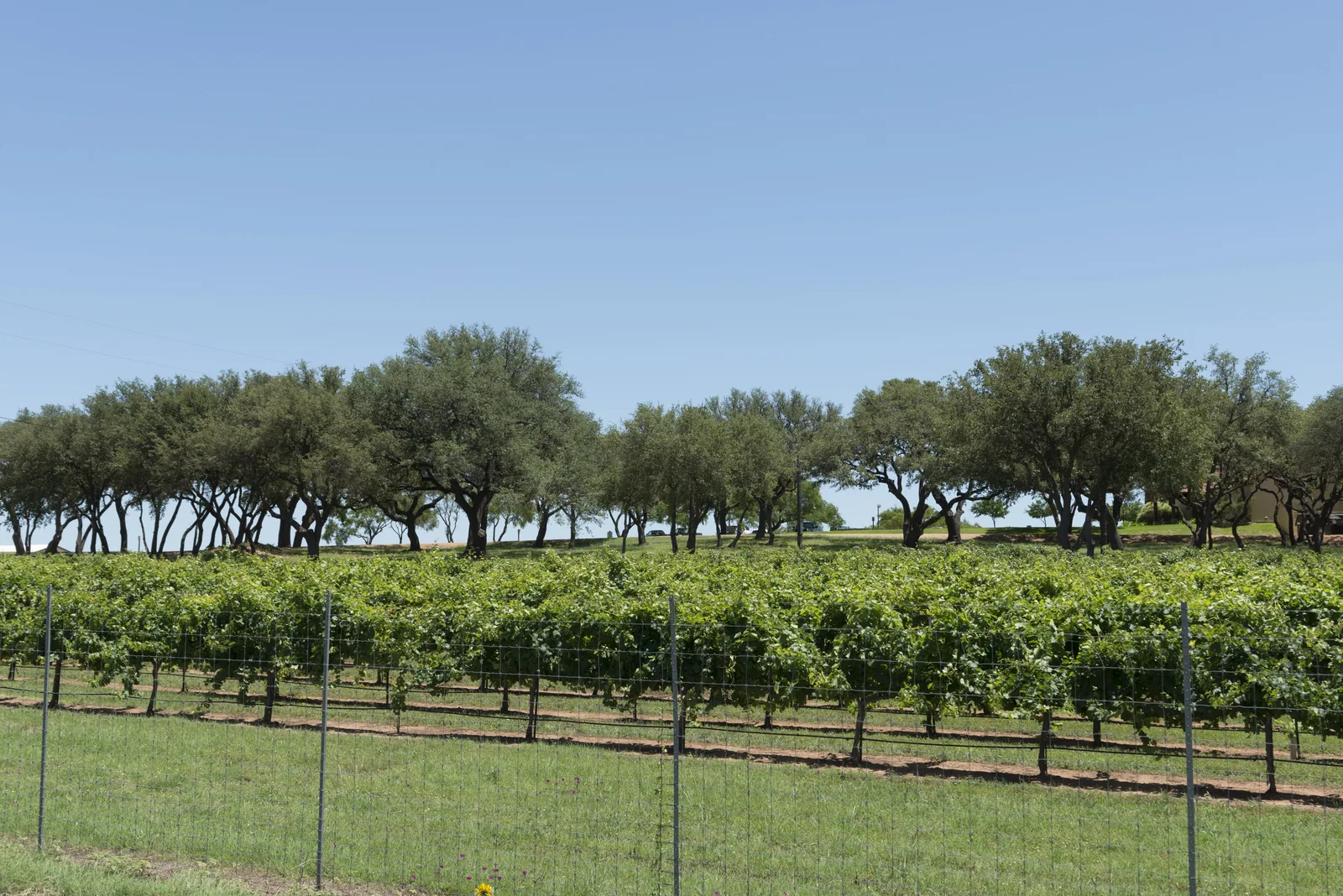 Green rows of grapevines under a blue sky at Mendelbaum Cellars Winery in Gillespie County near Fredericksburg, Texas