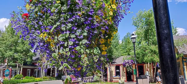 Hanging baskets of purple and pink flowers on a sunny Breckenridge street