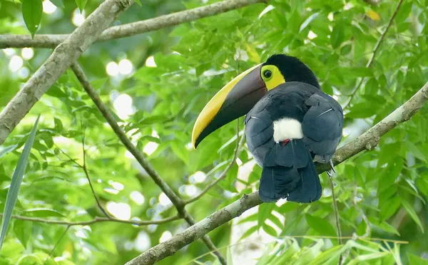 Yellow-throated toucan on a branch, Costa Rica