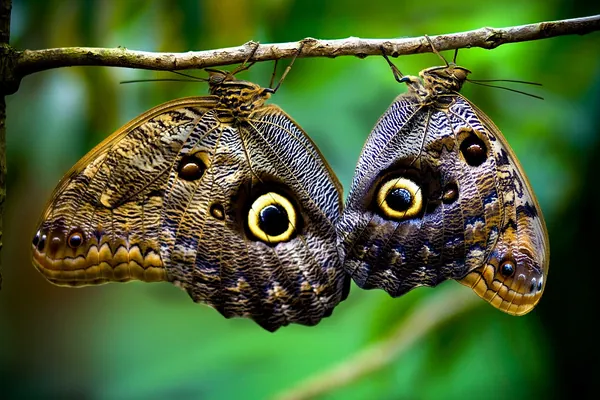 Two butterflies with eyespot wings, Costa Rica