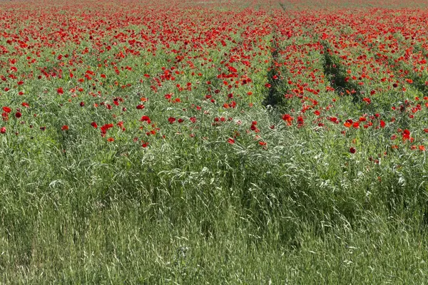 A field of red poppies in Fredericksburg, Texas