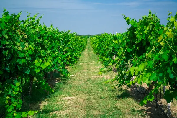 Green grapevines in a row at Becker Vineyards in the Texas Hill Country