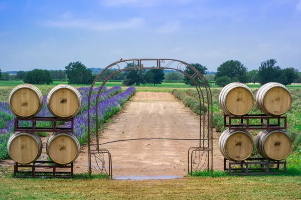 Purple lavender and wine barrels at Becker Vineyards in the Texas Hill Country