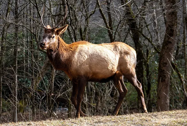 An elk standing in the forest in the Great Smoky Mountains