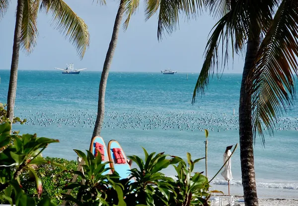 Palm trees and turquoise water at a Key West beach with pelicans on the water