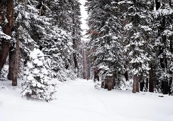 Snow-covered pine forest near Lake Tahoe