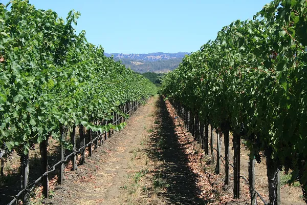 Long rows of green grapevines at Cakebread Cellars, Napa Valley