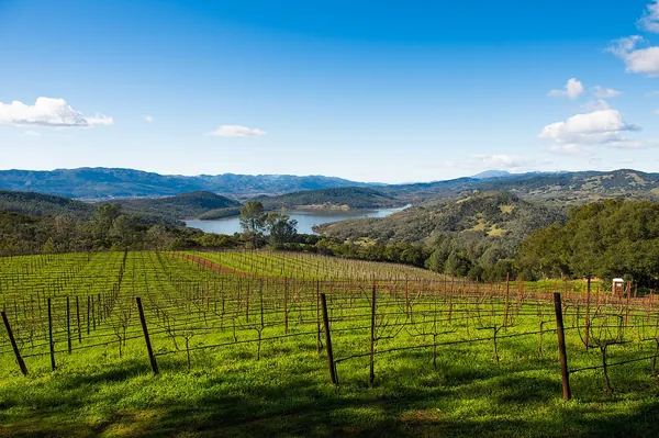 Vineyards on a hillside above a lake at Chappellet Winery, Napa Valley