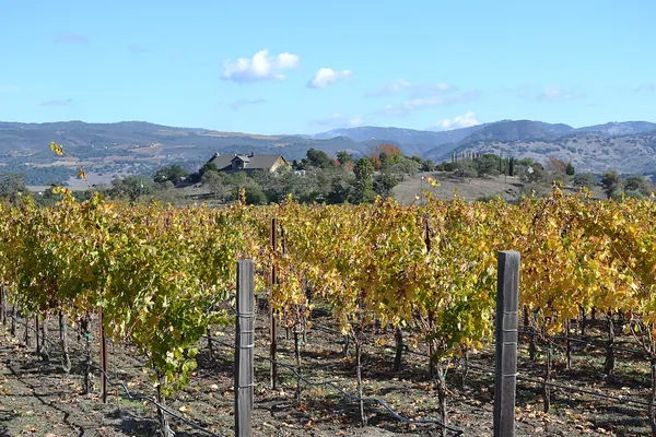Golden autumn grapevines with hills behind in Napa Valley