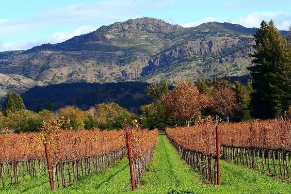 Red and orange autumn vineyards below wooded mountains in Napa Valley