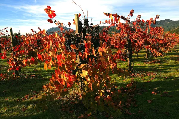 A grapevine with bright red autumn leaves in a Napa Valley vineyard