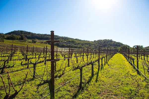 Sunlit green vineyard rows below hills at Chappellet Winery, Napa Valley