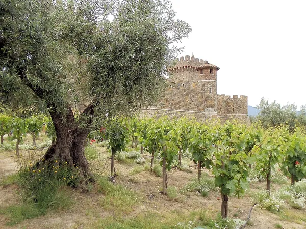 An olive tree and vineyard beside the stone castle of Castello di Amorosa, Napa Valley