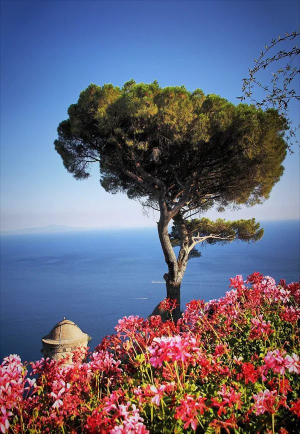 Flowers and a pine on the terrace at Ravello above the Amalfi Coast