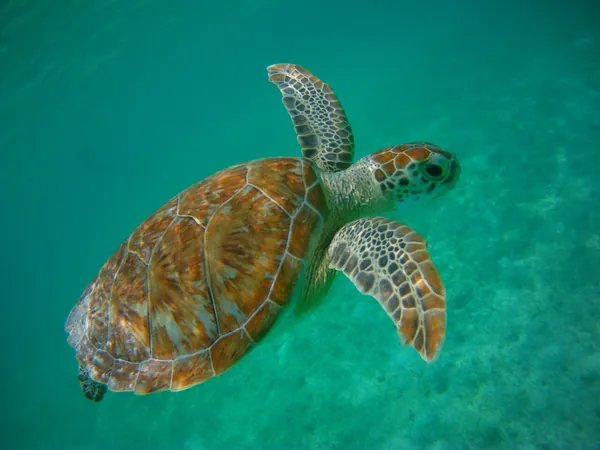 Green sea turtle swimming at Akumal, Riviera Maya