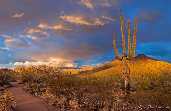 A saguaro cactus beside a desert hiking path at dusk in Scottsdale