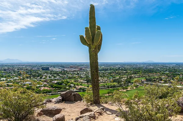 A saguaro cactus against a blue sky above the Phoenix area