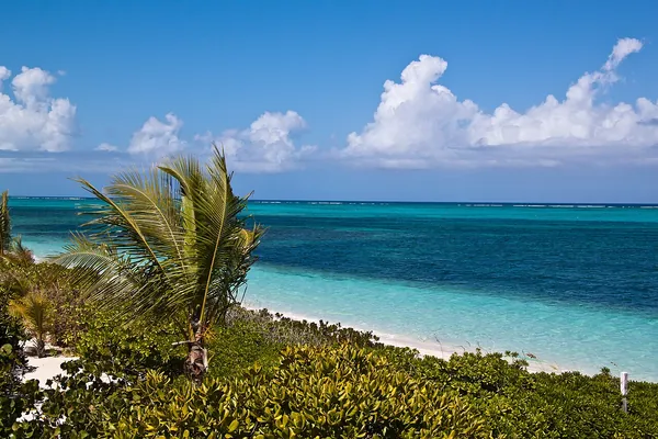 Palm tree above the beach at Turtle Cove, Providenciales