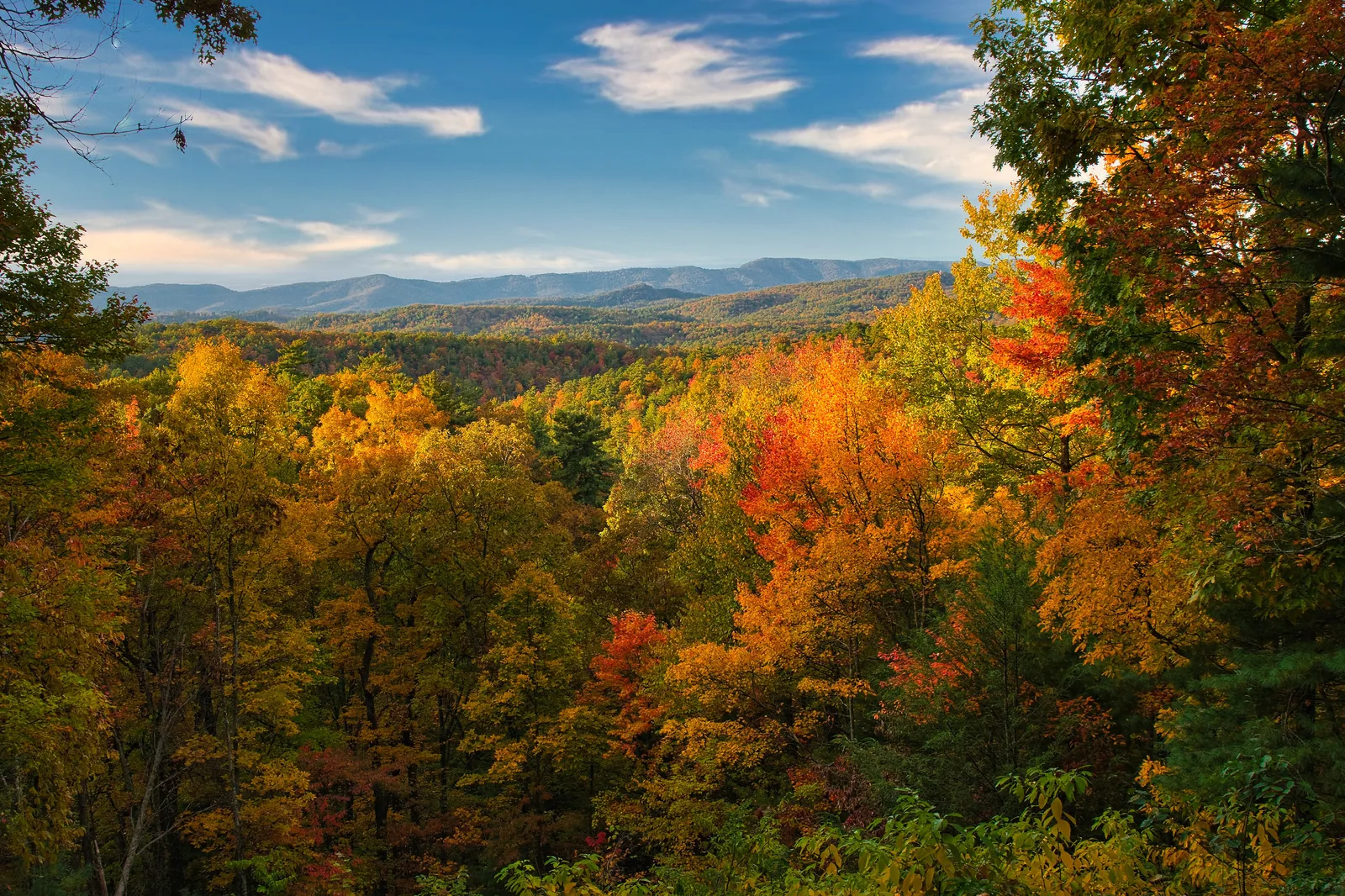 Bright orange and gold fall color on forested ridges in Great Smoky Mountains National Park
