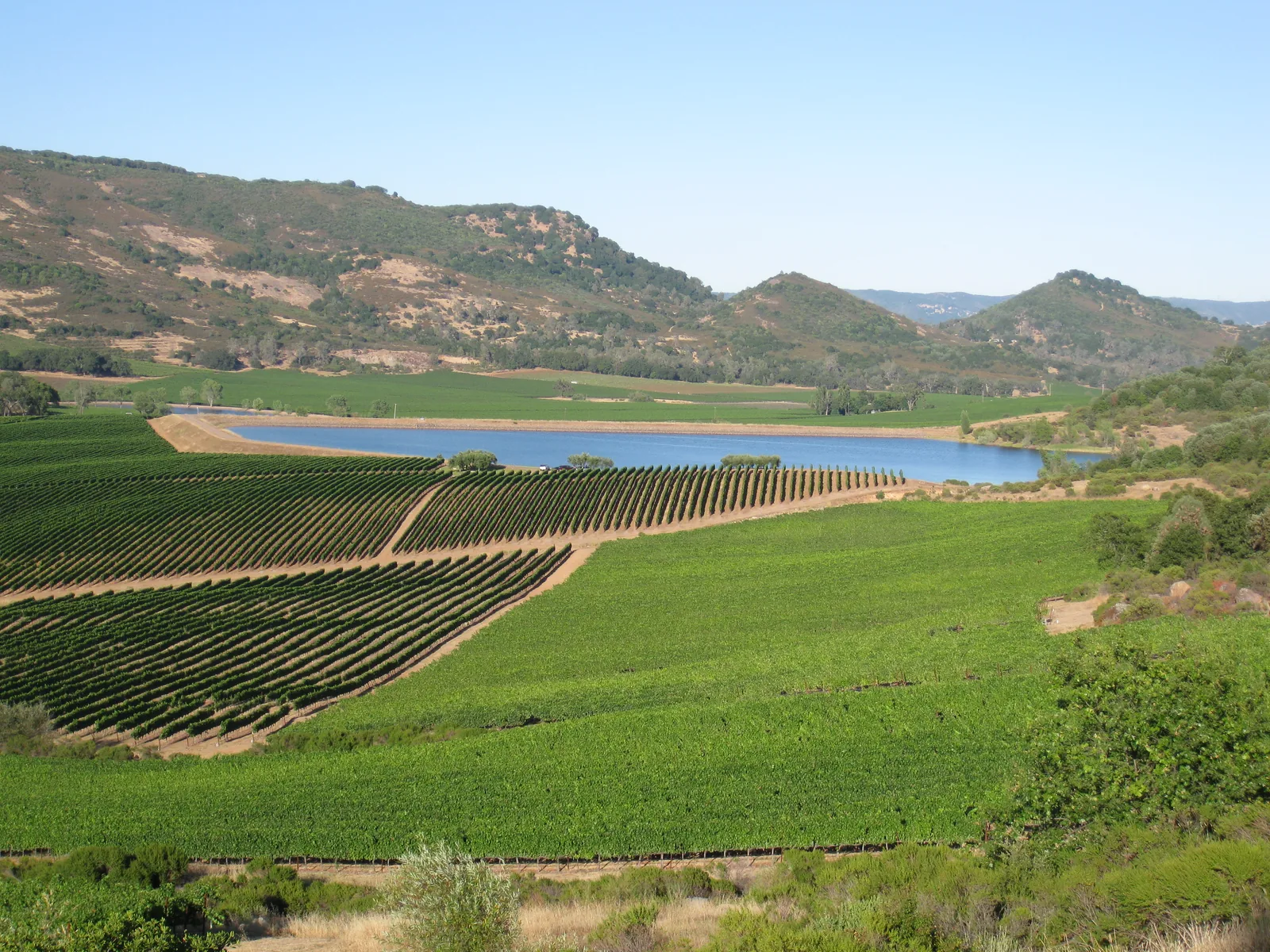 Green vineyard rows and rolling hills around a blue reservoir in the Atlas Peak area of Napa Valley, California