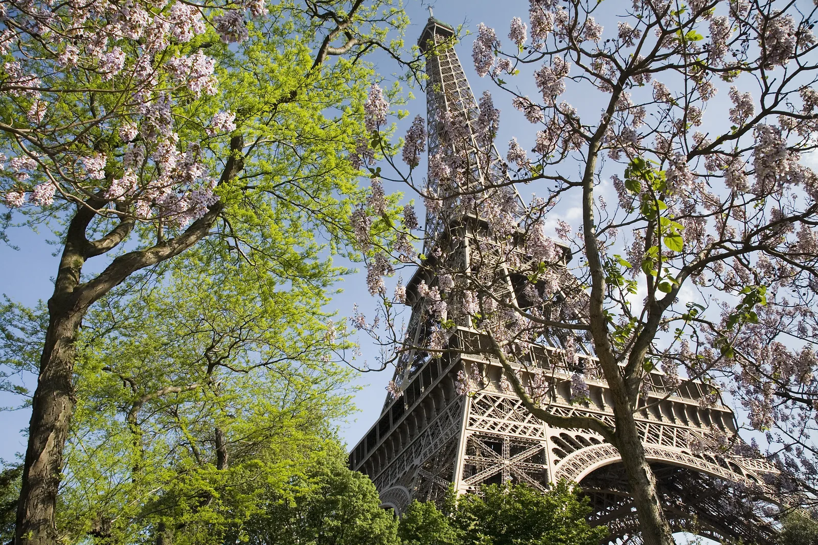 Eiffel Tower rising above spring trees in Paris, France